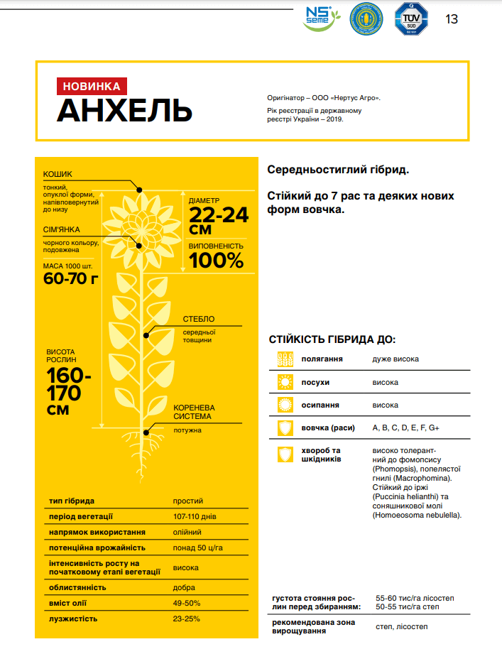 купить подсолнечник Анхель